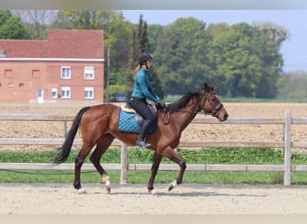 Folblut irlandzki, Klacz, 6 lat, 165 cm, Gniada