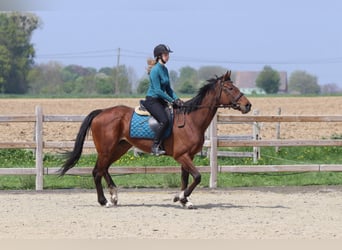 Folblut irlandzki, Klacz, 6 lat, 165 cm, Gniada