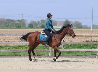 Folblut irlandzki, Klacz, 6 lat, 165 cm, Gniada