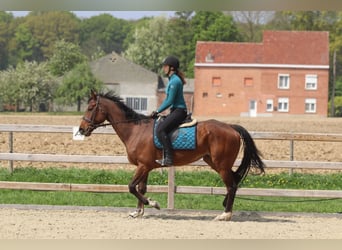 Folblut irlandzki, Klacz, 6 lat, 165 cm, Gniada