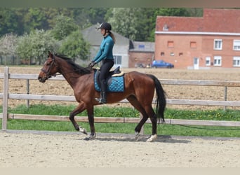 Folblut irlandzki, Klacz, 6 lat, 165 cm, Gniada