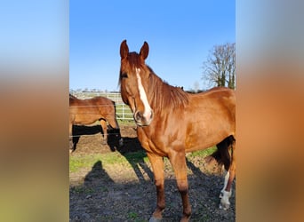 Folblut irlandzki Mix, Klacz, 6 lat, 168 cm, Kasztanowata