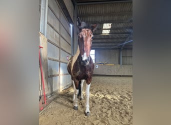 Folblut irlandzki, Klacz, 7 lat, 150 cm, Srokata