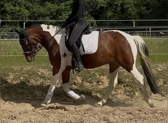 Folblut irlandzki, Klacz, 7 lat, 150 cm, Srokata