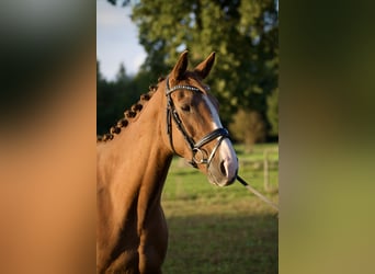 Folblut irlandzki, Klacz, 7 lat, 155 cm, Kasztanowata