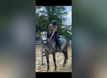 Folblut irlandzki, Klacz, 7 lat, 164 cm, Siwa