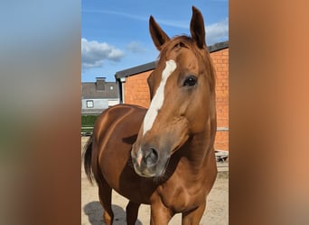 Folblut irlandzki, Klacz, 7 lat, 165 cm, Kasztanowata