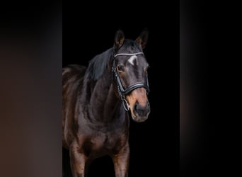 Folblut irlandzki, Klacz, 7 lat, 166 cm, Gniada