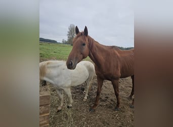 Folblut irlandzki, Klacz, 7 lat, 170 cm, Kasztanowata