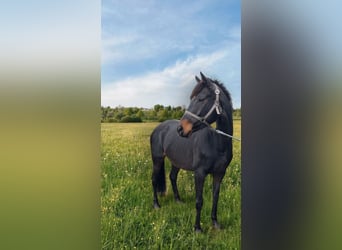 Folblut irlandzki, Klacz, 7 lat, Gniada