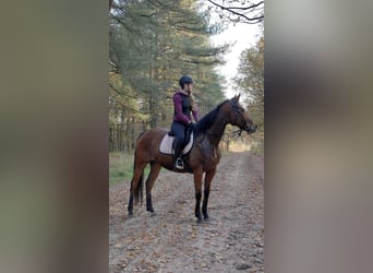 Folblut irlandzki, Klacz, 8 lat, 163 cm, Gniada