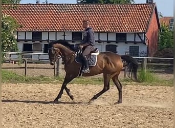 Folblut irlandzki, Klacz, 8 lat, 164 cm, Ciemnogniada