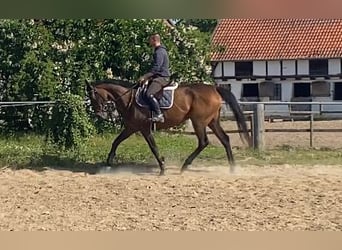 Folblut irlandzki, Klacz, 8 lat, 164 cm, Ciemnogniada