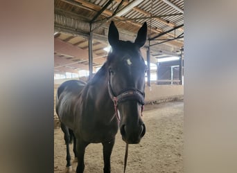 Folblut irlandzki, Klacz, 8 lat, 165 cm, Kara