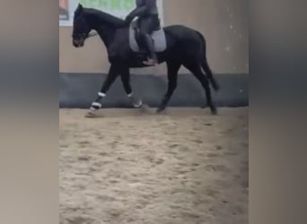 Folblut irlandzki, Klacz, 8 lat, Gniada