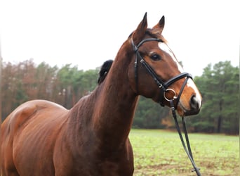 Folblut irlandzki Mix, Wałach, 4 lat, 165 cm, Gniada