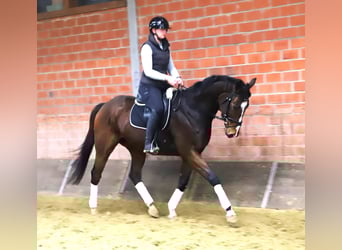 Folblut irlandzki Mix, Wałach, 4 lat, 165 cm, Gniada