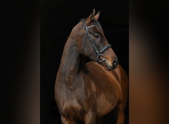 Folblut irlandzki, Wałach, 5 lat, 158 cm, Gniada