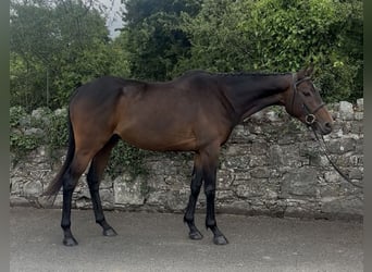 Folblut irlandzki, Wałach, 5 lat, 158 cm, Gniada