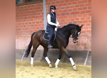 Folblut irlandzki Mix, Wałach, 5 lat, 165 cm, Gniada