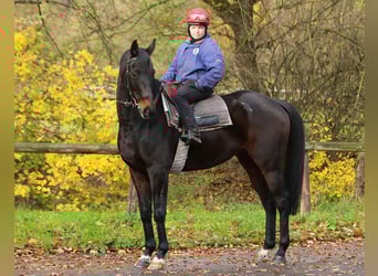 Folblut irlandzki, Wałach, 8 lat, 163 cm, Ciemnogniada