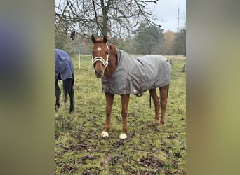 Folblut irlandzki, Wałach, 18 lat, 170 cm, Kasztanowata