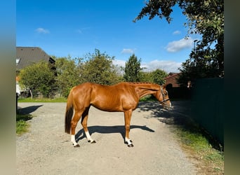 Folblut irlandzki, Wałach, 6 lat, 166 cm, Ciemnokasztanowata