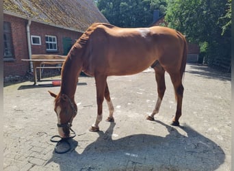 Folblut irlandzki, Wałach, 6 lat, 178 cm, Kasztanowata