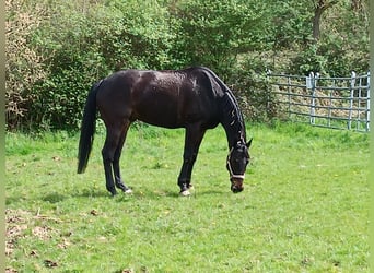 Folblut irlandzki, Wałach, 8 lat, 168 cm, Ciemnogniada