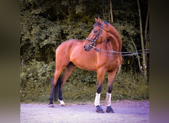 Folblut irlandzki, Wałach, 9 lat, 170 cm, Gniada