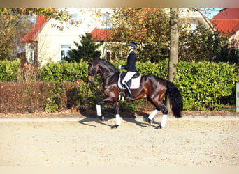 Rheinländer, Stallone, 13 Anni, 172 cm, Baio