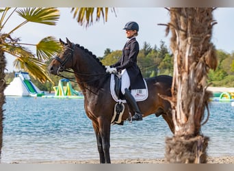 Rheinländer, Stallone, 13 Anni, 172 cm, Baio