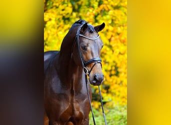 Rijnlander, Hengst, 11 Jaar, 172 cm, Bruin