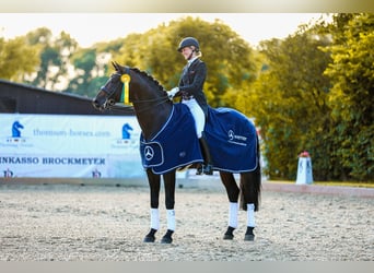 Rijnlander, Hengst, 11 Jaar, 172 cm, Bruin