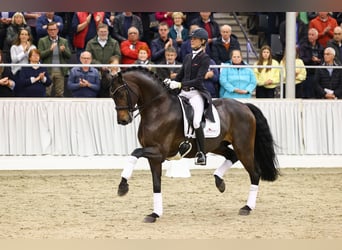 Rijnlander, Hengst, 11 Jaar, 172 cm, Bruin