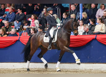 Rijnlander, Hengst, 11 Jaar, 172 cm, Bruin