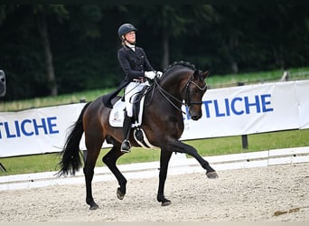 Rijnlander, Hengst, 11 Jaar, 172 cm, Bruin