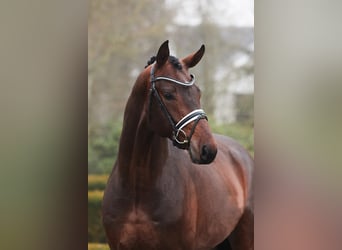 Westphalian, Stallion, 6 years, 16.2 hh, Bay-Dark