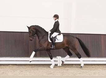 Westphalian, Stallion, 6 years, 16.2 hh, Bay-Dark