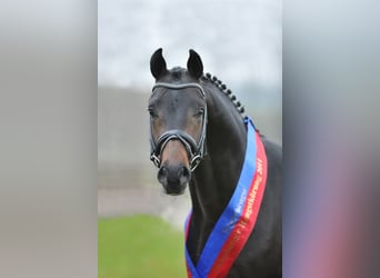 Koń oldenburski, Ogier, 17 lat, 172 cm, Ciemnogniada