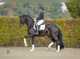 Koń oldenburski, Ogier, 17 lat, 172 cm, Ciemnogniada
