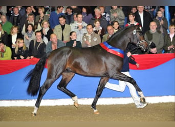 Koń oldenburski, Ogier, 17 lat, 172 cm, Ciemnogniada