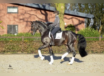Koń oldenburski, Ogier, 17 lat, 172 cm, Ciemnogniada