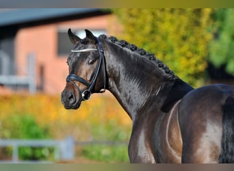 Oldenburg, Stallone, 17 Anni, 172 cm, Baio scuro
