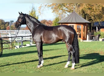 Oldenburg, Stallone, 17 Anni, 172 cm, Baio scuro