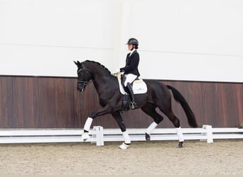Oldenburg, Stallion, 6 years, 16.2 hh, Black