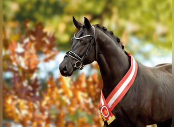 Oldenburg, Stallion, 6 years, 16.2 hh, Black