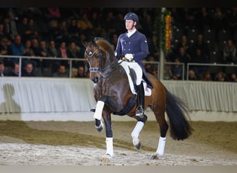Hannover, Stallone, 18 Anni, 168 cm, Baio