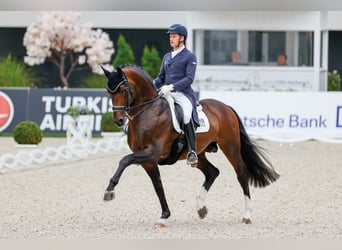 Hannoveraan, Hengst, 18 Jaar, 170 cm, Bruin