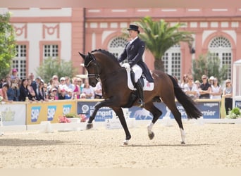 Hannoveraan, Hengst, 18 Jaar, 170 cm, Bruin